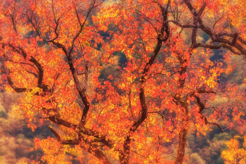 婺源的秋天真美,秋天的婺源什么时候去最美