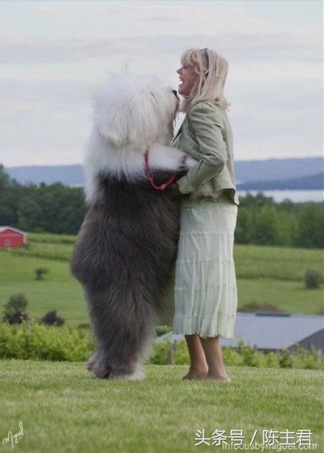 世界名犬前十名,世界名犬排名前十名图片