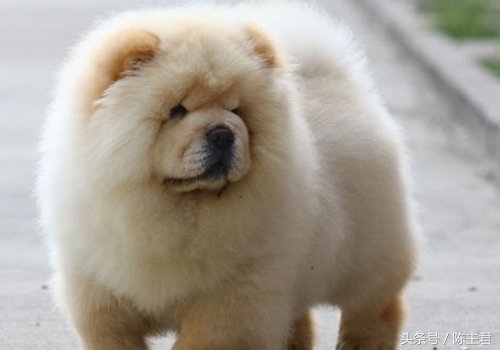 世界名犬前十名,世界名犬排名前十名图片