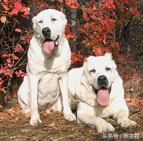 世界名犬前十名,世界名犬排名前十名图片