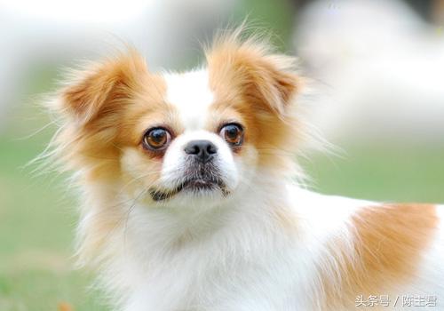 世界名犬前十名,世界名犬排名前十名图片