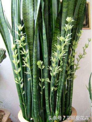 家里养这种花最合适越养越富,阳台养十种花最好旺财图片