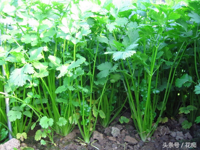 30块一斤的香菜，现在种正合适，一冬天吃不完，还长得大如芹菜！