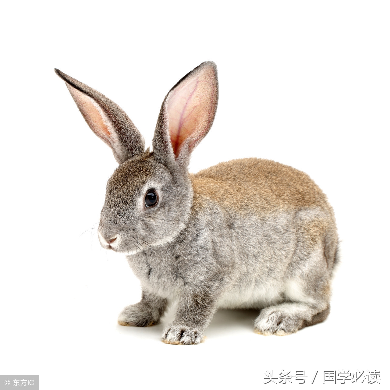 十二生肖歇后语大全小学生,包含十二生肖的歇后语大全