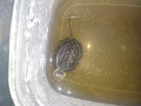 龟不用加热棒怎么给龟加温,龟治病加热棒推荐