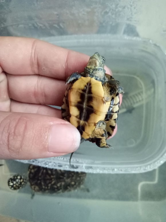 龟不用加热棒怎么给龟加温,龟治病加热棒推荐