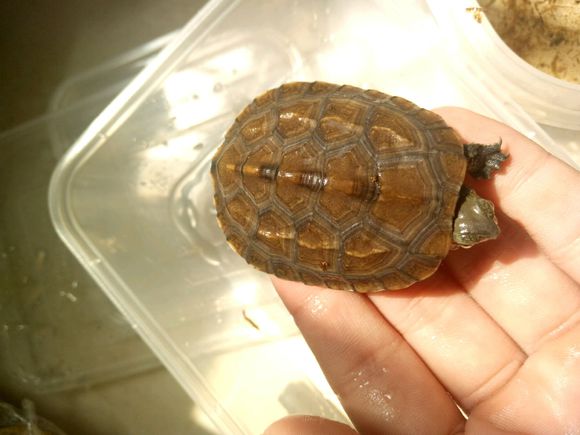 龟不用加热棒怎么给龟加温,龟治病加热棒推荐