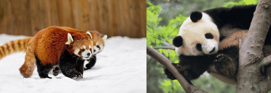 大熊猫前掌有几根手指头,国宝大熊猫的手指头