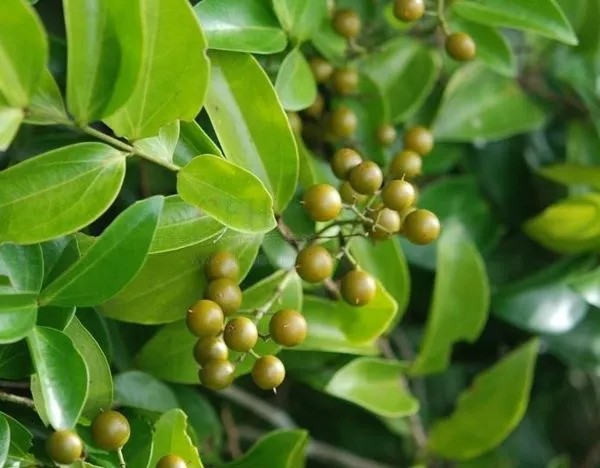 万通筋骨贴有毒副作用吗,万通筋骨贴有肝肾毒性吗