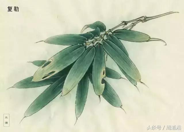 荷叶工笔画用什么方法渲染,工笔画渲染视频教程花卉