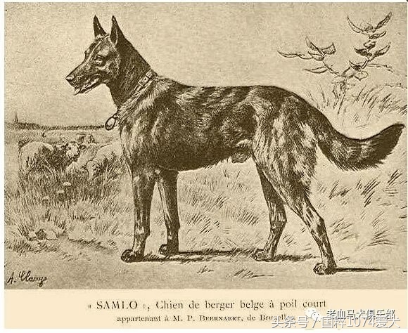 「可能是史上最清晰科普文章」系列之马犬起源和马犬的傲慢与偏见