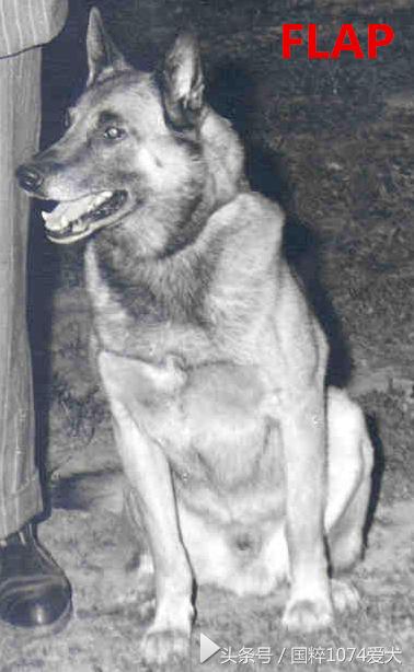 「可能是史上最清晰科普文章」系列之马犬起源和马犬的傲慢与偏见