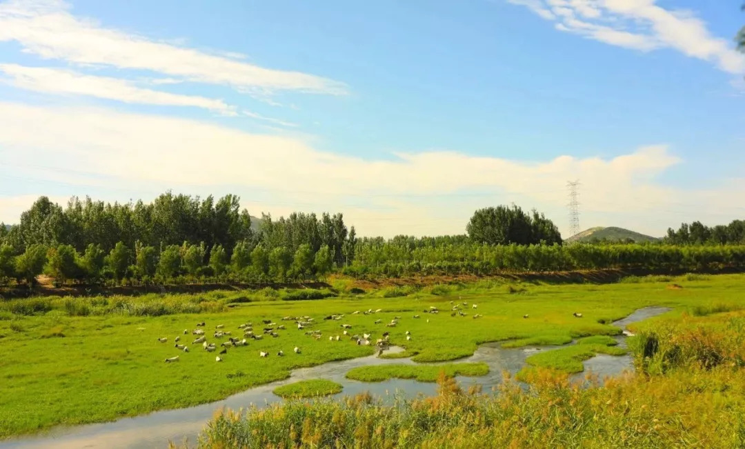 蟠龙河，清晨羊鹭齐歌，难得一见！