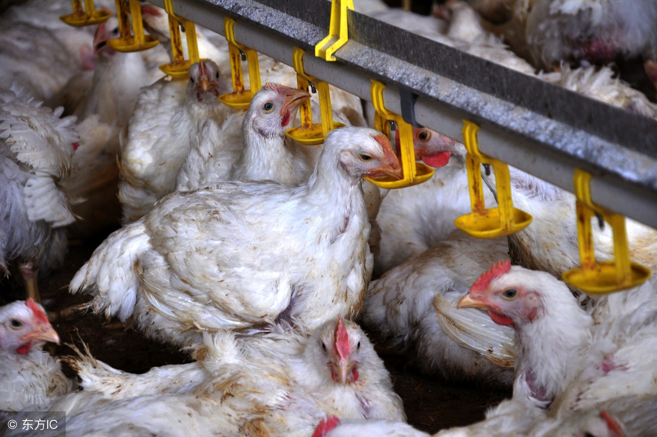 老撕鸡新手教学,老撕鸡的吃鸡技巧