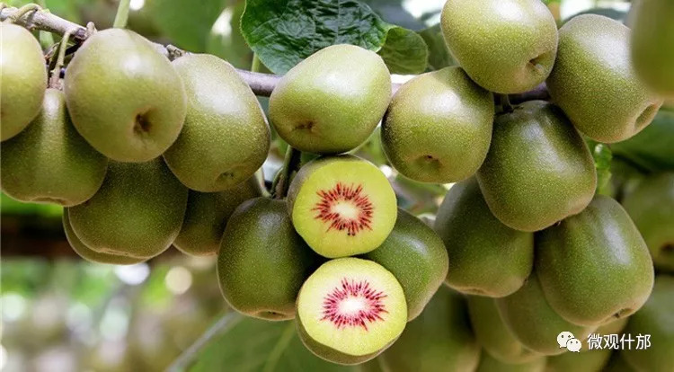 未来什邡发展,德阳市对什邡未来的发展