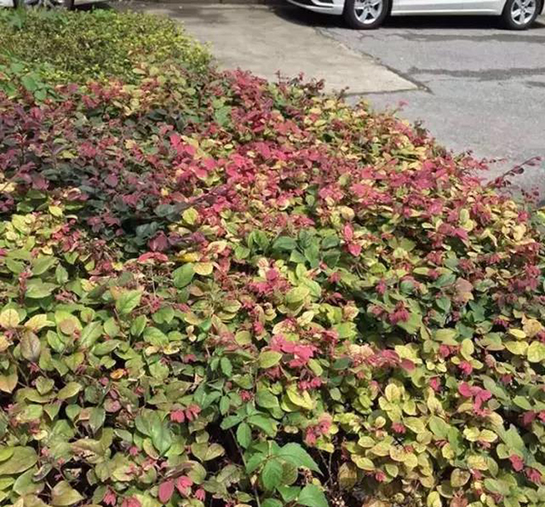 红花檵木枯萎怎么处理,红花檵木叶子枯黄怎么治