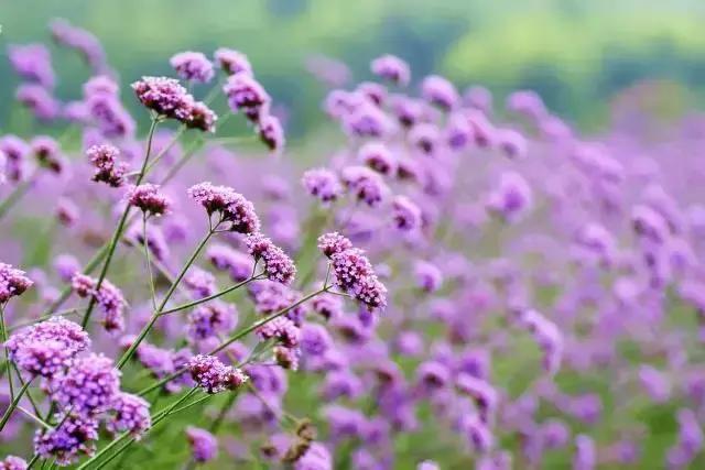 致拼搏奋斗路上莘莘学子,致莘莘学子的图片