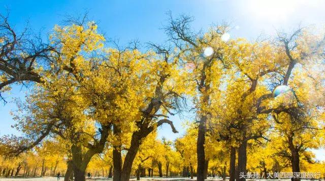 额济纳旗旅游安排时间表,额济纳旗旅行全攻略