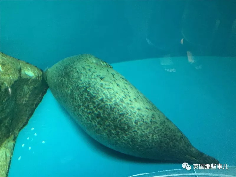 没有干劲的废柴海豹，只要心中有床，在哪里都可以豹睡个爽啊……