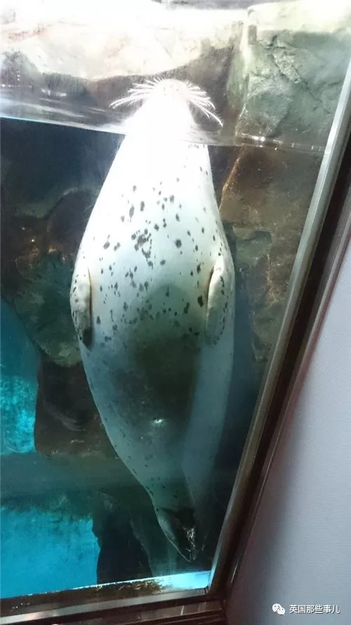 没有干劲的废柴海豹，只要心中有床，在哪里都可以豹睡个爽啊……