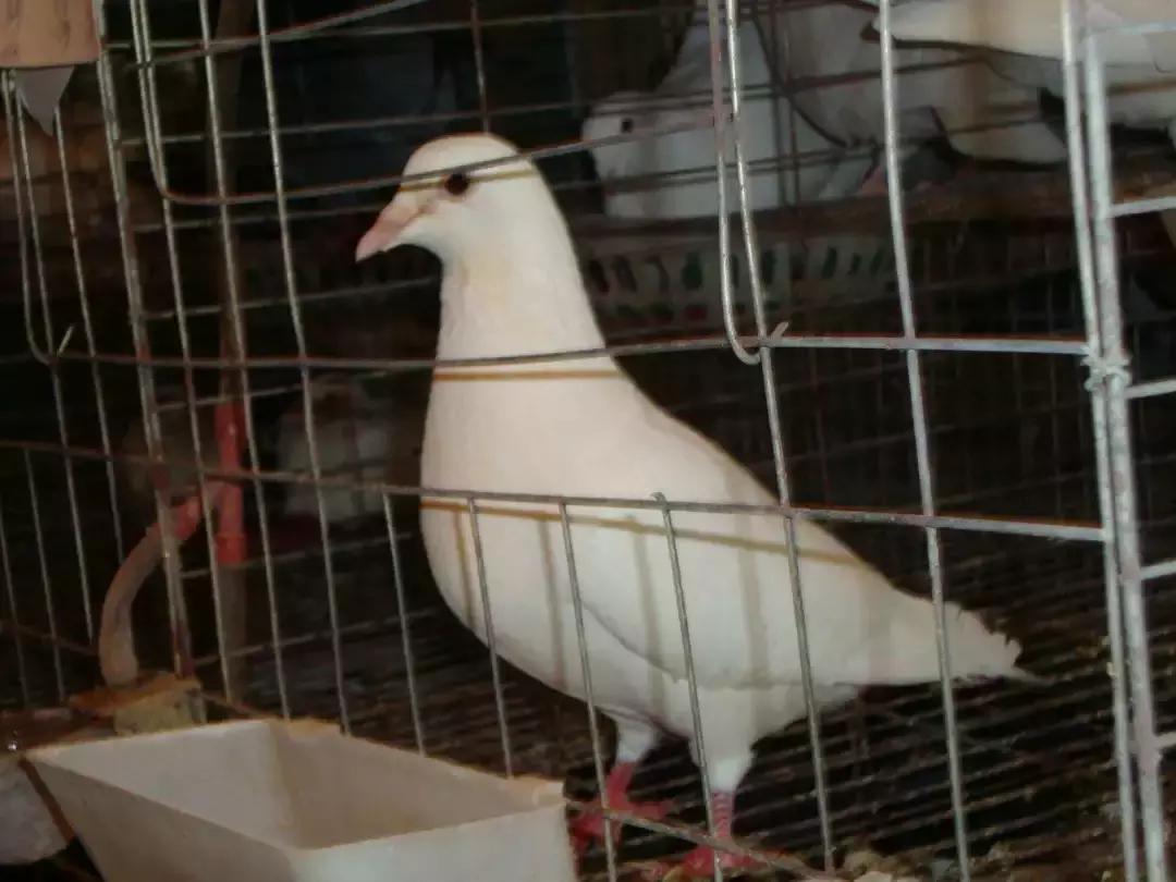 工科生变身“白鸽王”,创业2年建成粤东最大养殖场!