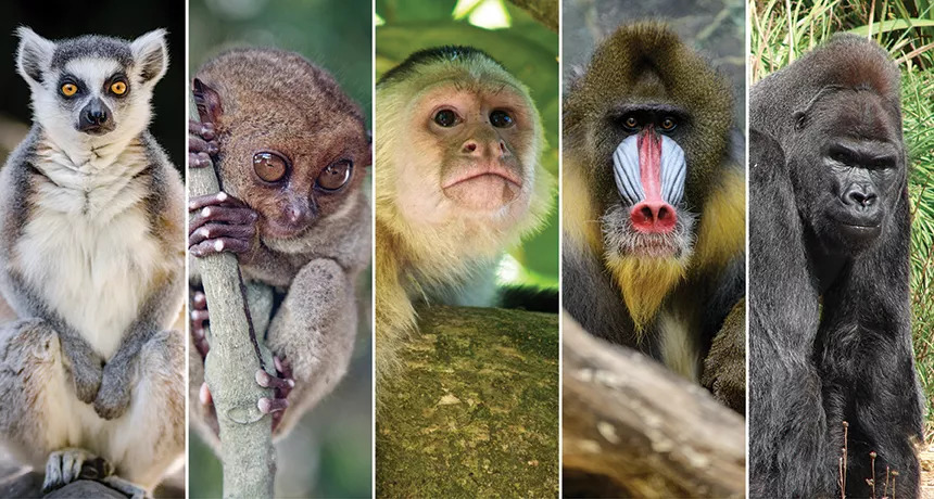 人体哪个部位让你，忍不住伸出舌头，想舔……｜从5500万年前说起