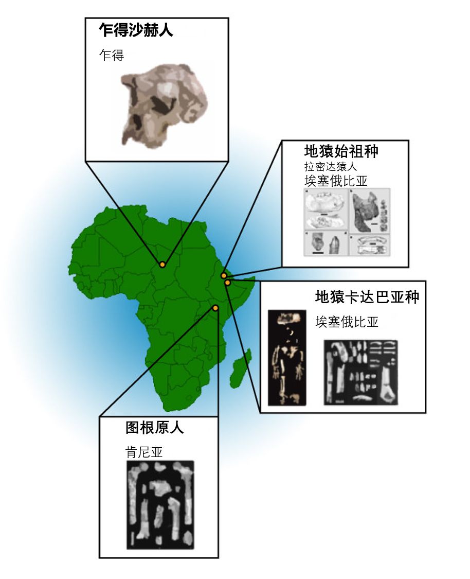 人体哪个部位让你，忍不住伸出舌头，想舔……｜从5500万年前说起
