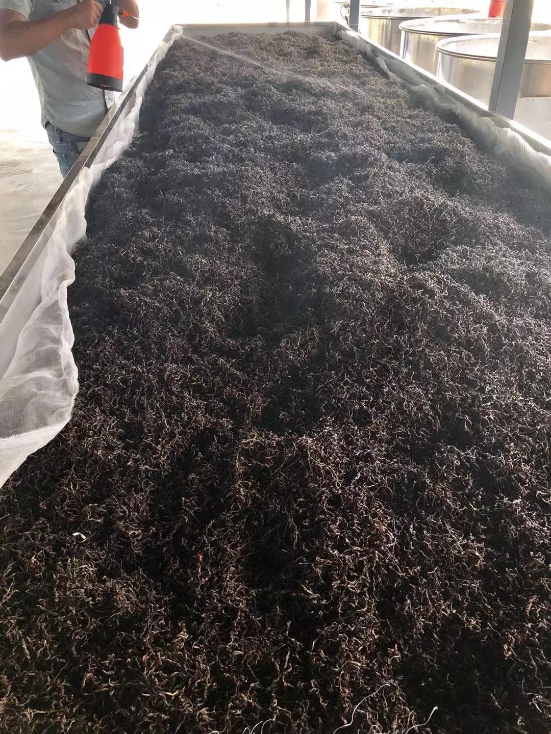 冰岛大树熟茶,你确定你喝的只是茶吗