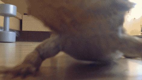 蜥类爬宠大全,爬宠短尾巨蜥