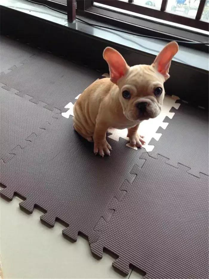 法牛洗澡没吹干,法牛洗澡的正确方法