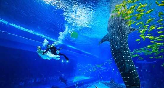 亚特兰蒂斯水族馆长隆海洋世界,珠海长隆海洋王国水族馆