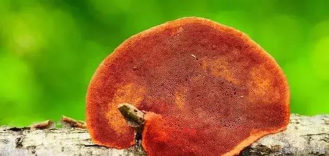 中药900味图解,一副中药30多味药是大方子吗