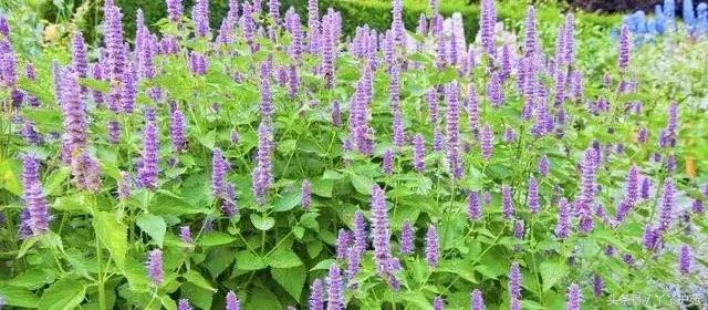 中药900味图解,一副中药30多味药是大方子吗