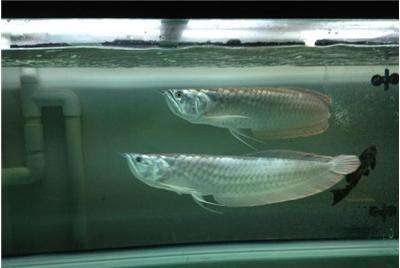 观赏鱼到家几天可以喂食,观赏鱼停食三天拉黄色气泡便