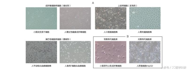 谈“污”色变？专“治”养细胞人之痛，鉴污宝典请收好