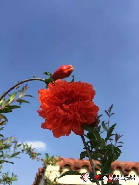 楼顶鱼池有哪些,屋顶鱼池的建造方法