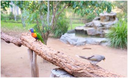 布里斯班游一游之龙柏考拉动物园,超棒澳洲住宿推荐