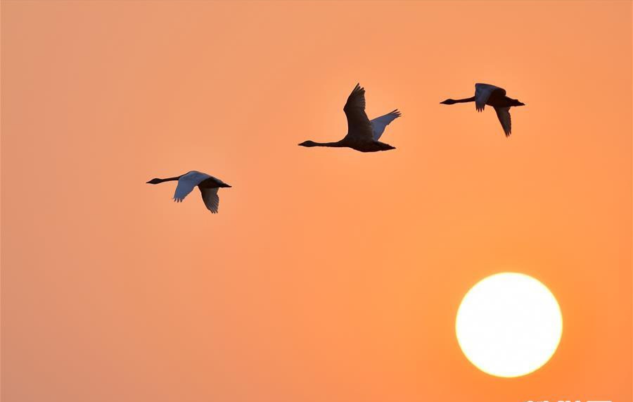 创作原声最远的你是我最近的爱,最远的你是我最近的爱烟嗓