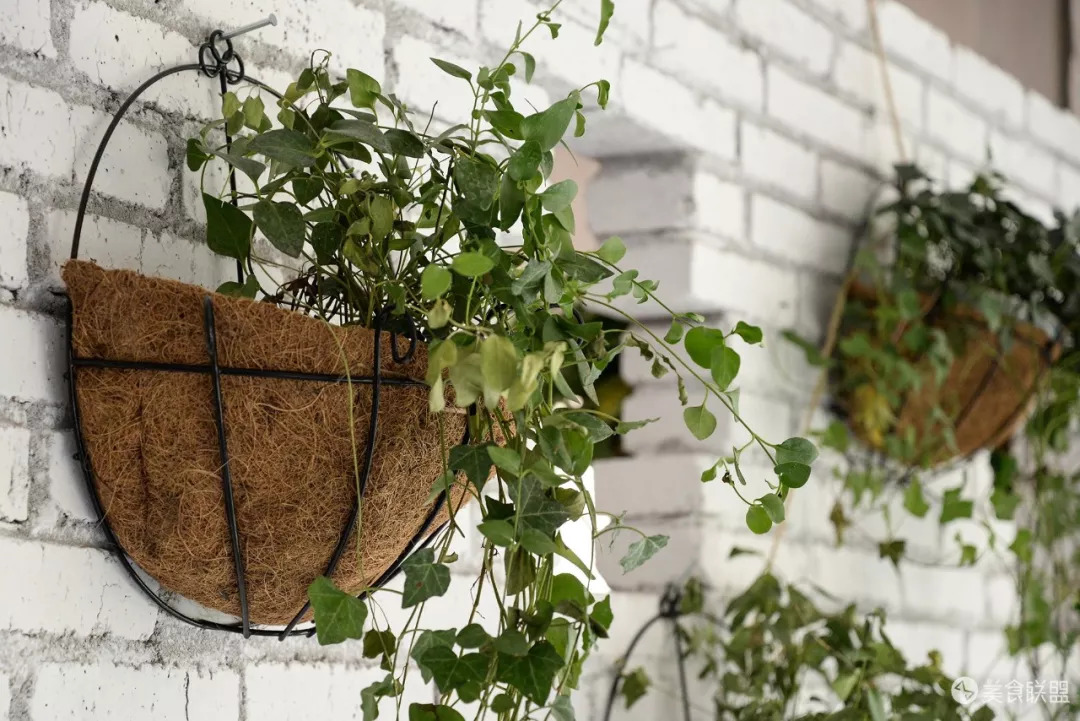 每天都有大量肉食动物到昆明废旧工厂，狂啃50CM高的火焰战斧牛排