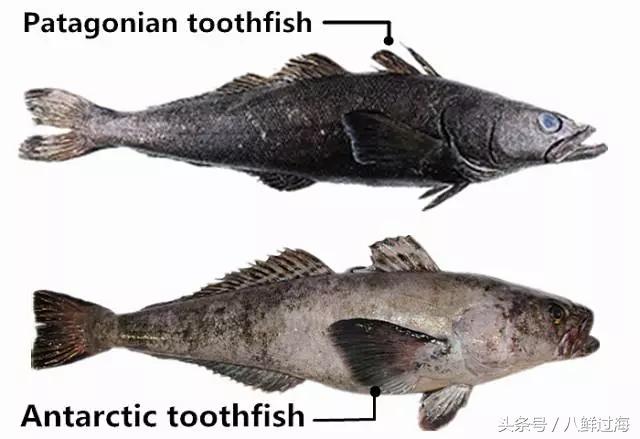 银鳕鱼延绳钓,长钩柄鱼钩钓鲫鱼