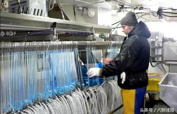 银鳕鱼延绳钓,长钩柄鱼钩钓鲫鱼