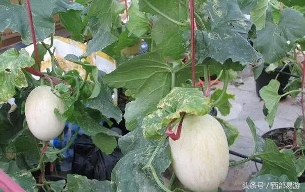 长沙特产送人一览表,上海特产必买清单一览表