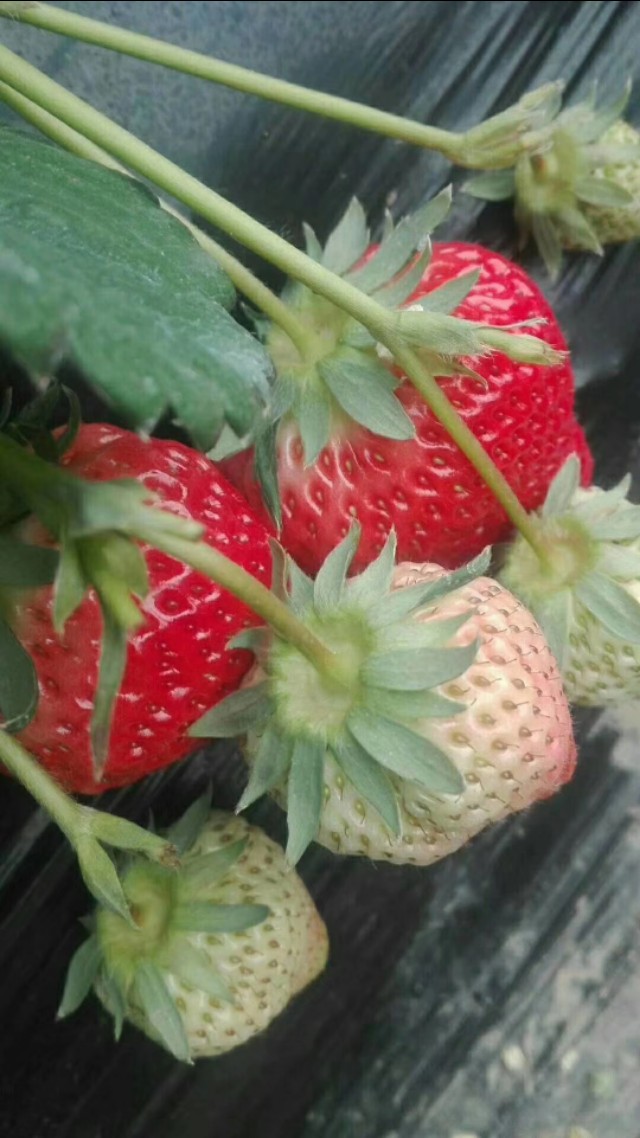 草莓怎么防止冻死,草莓冬天怎么防止冻伤