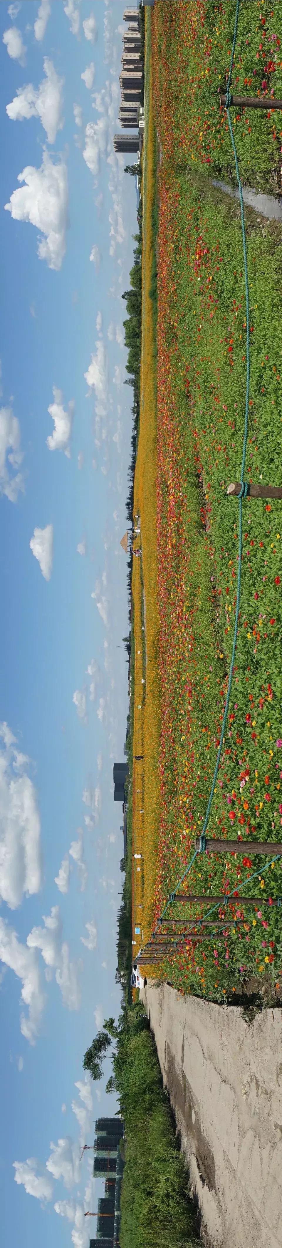 宁波花海网红打卡地,宁波镇海十七房花海