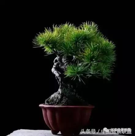 微型盆景拇指盆批发,微型盆景小摆件厂家批发