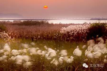 诗意东山｜花间小坐夕阳迟