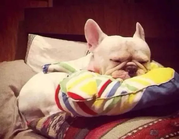 养狗必知的100条知识,24条养狗小知识都在这里了