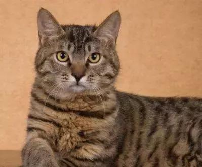 人们为什么瞧不起土猫?「科瑞卡科普」