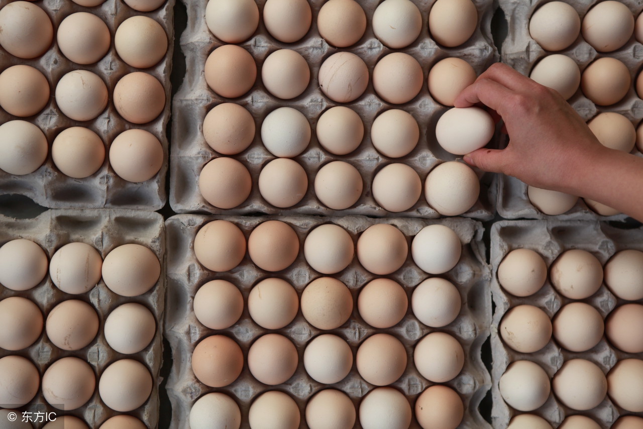 河北省鸡蛋今日蛋价行情,青岛鸡蛋价格今日蛋价