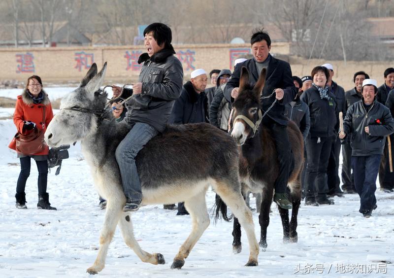 骑完骆驼再骑驴，真正的西域神兽是谁？地球知识局